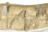 Fossil Primitive Whale (Pappocetus) Front Jaws #234637-5